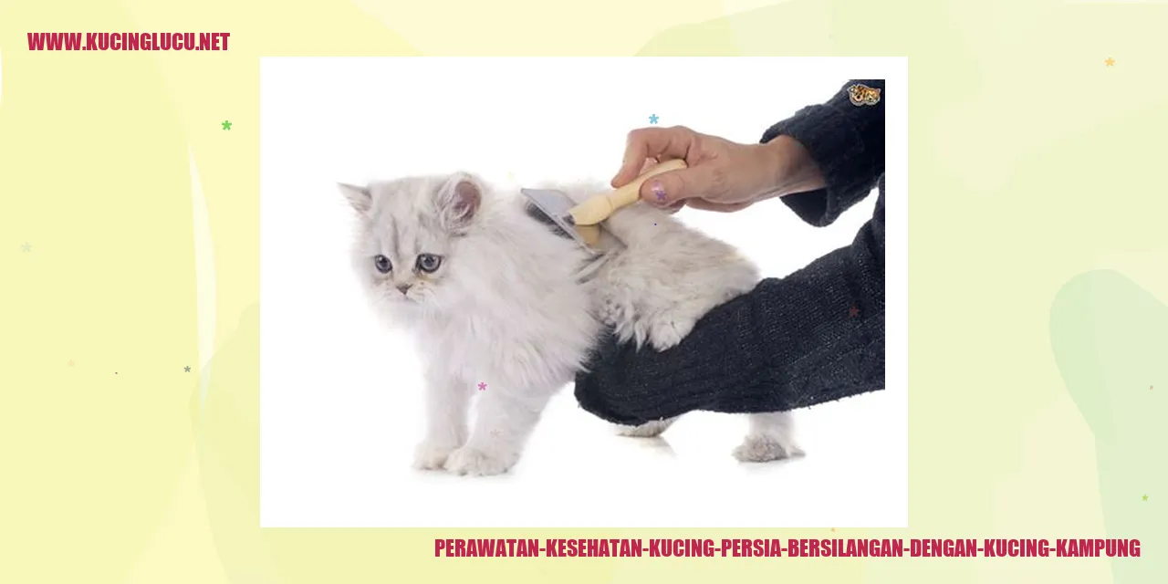 Perawatan-Kesehatan-Kucing-Persia-Bersilangan-dengan-Kucing-Kampung
