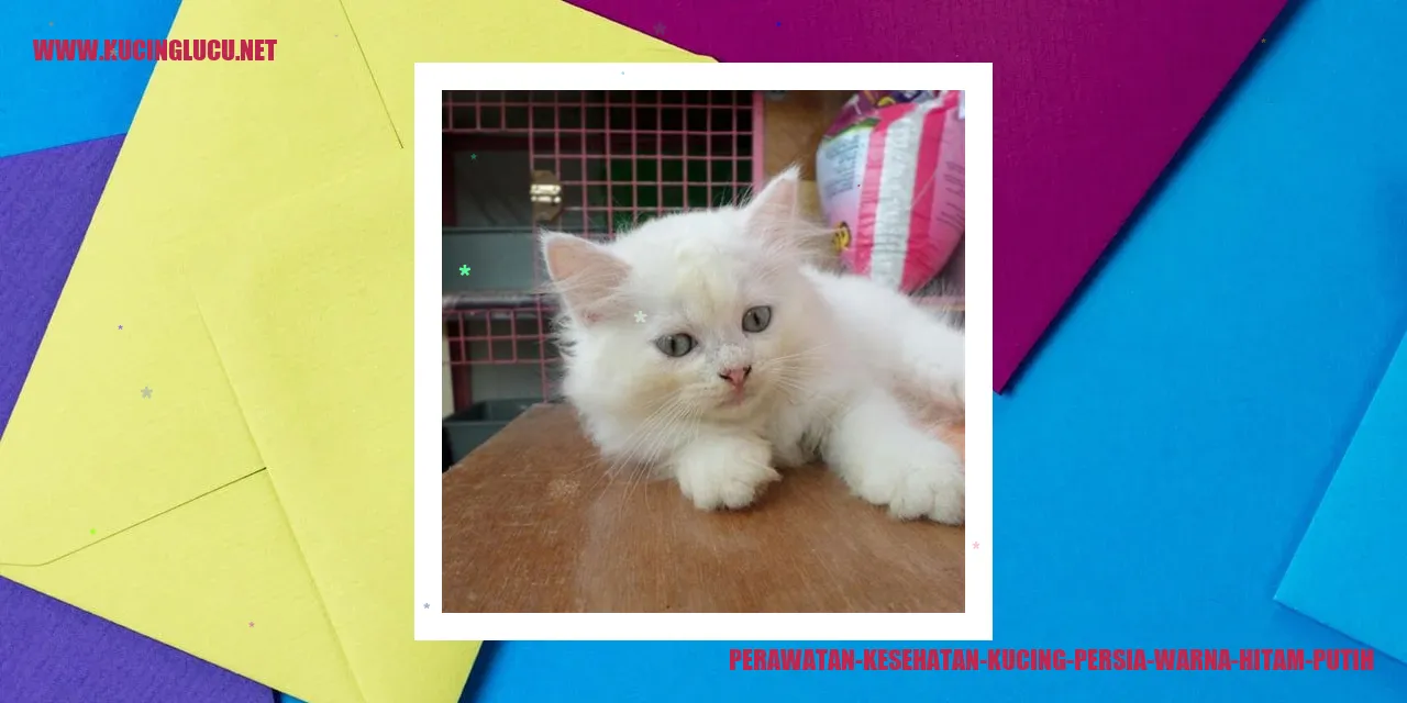 Kucing persia warna hitam putih