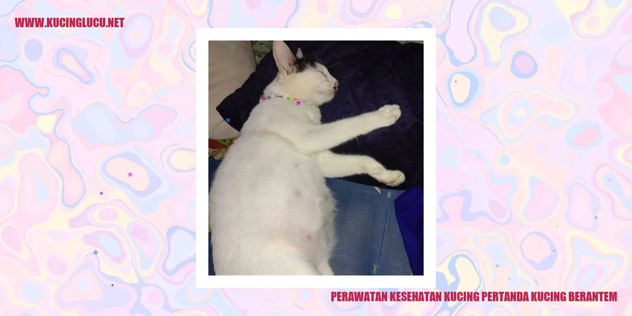 Gambar Kucing Bertarung