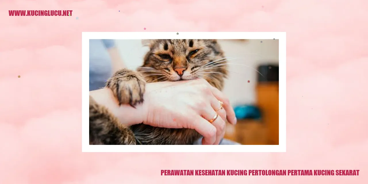 Perawatan Kesehatan Kucing pertolongan pertama kucing sekarat