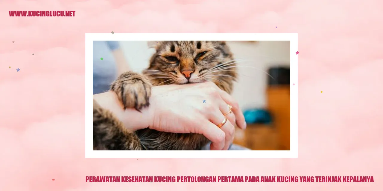 Perawatan Kucing
