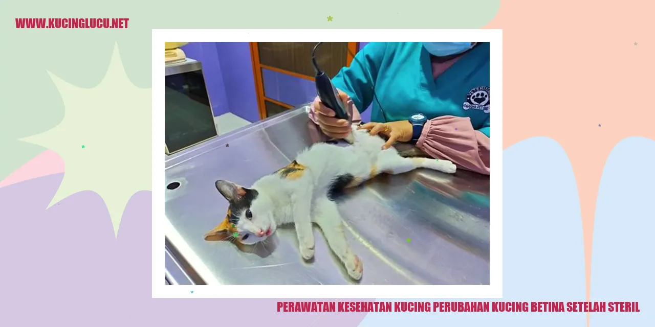 Perawatan Kesehatan Kucing perubahan kucing betina setelah steril