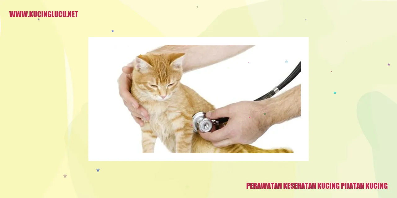 Gambar Kucing yang Mendapatkan Pijatan