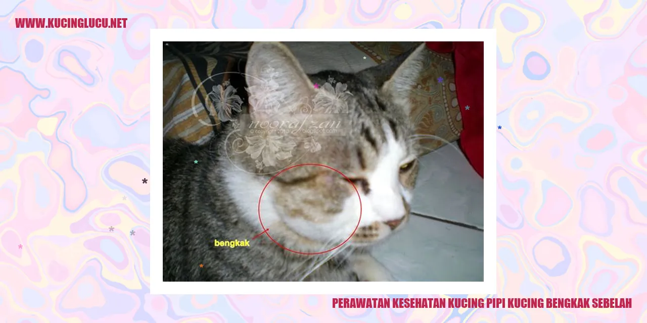 Perawatan Kesehatan Kucing Pipi Kucing Bengkak Sebelah