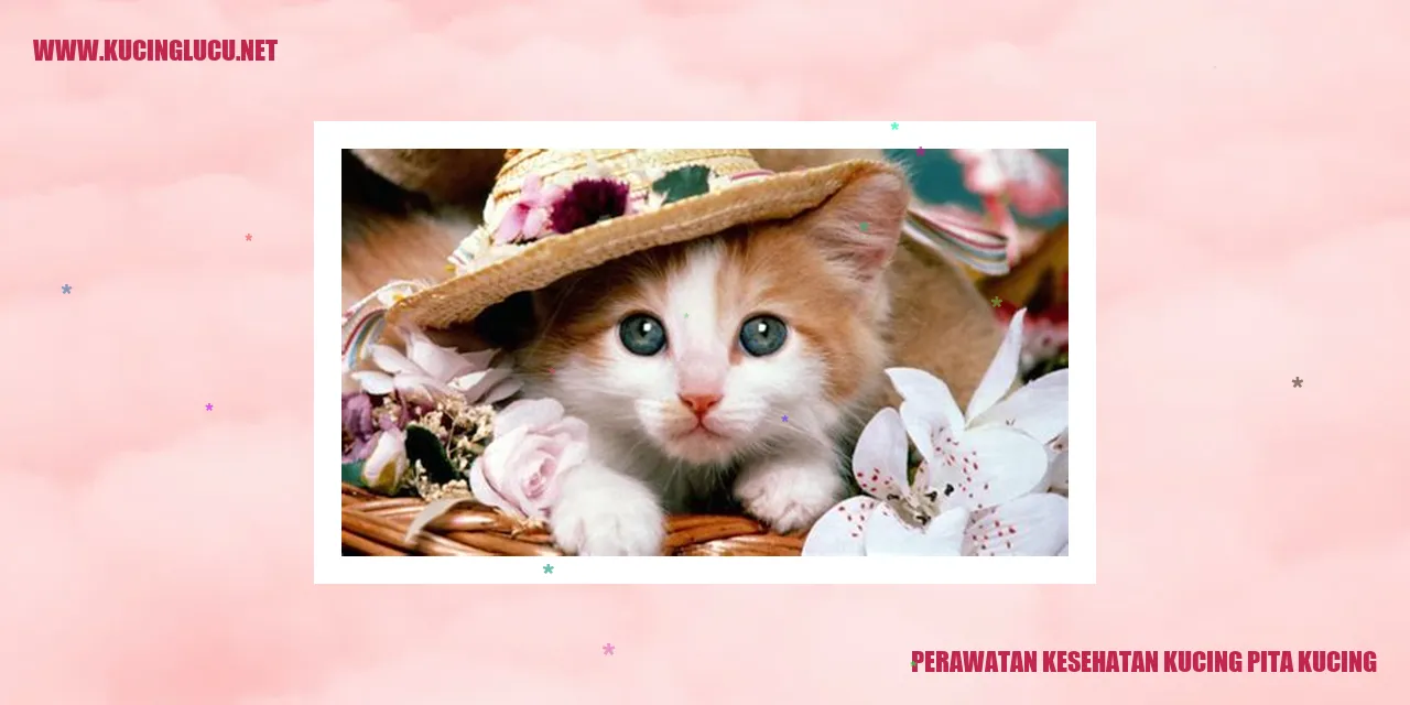 Kucing pita kucing