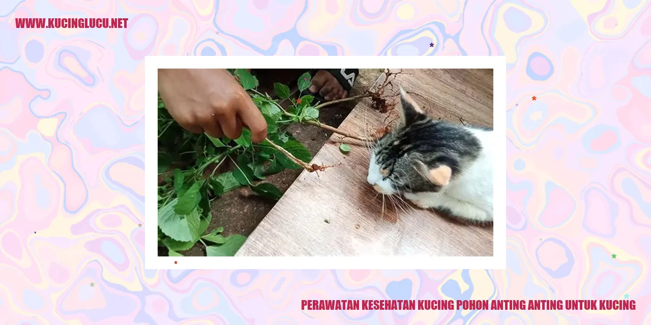 Perawatan Kesehatan Kucing pohon anting anting