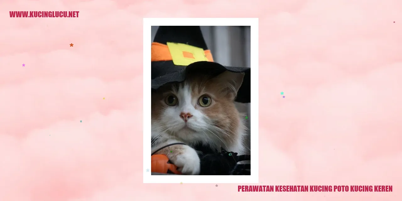 Kucing lucu