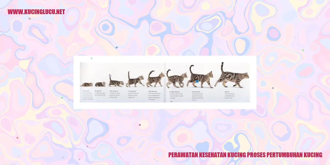 Perawatan Kesehatan Kucing proses pertumbuhan kucing