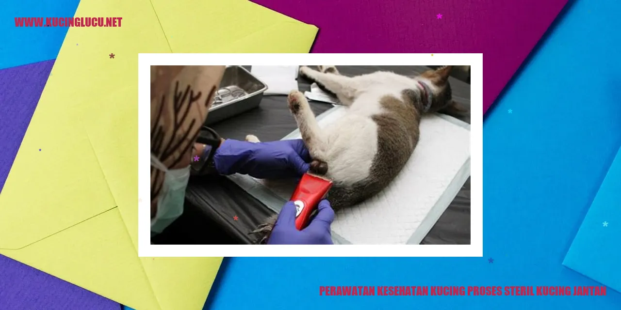 Proses Sterilisasi pada Kucing Jantan