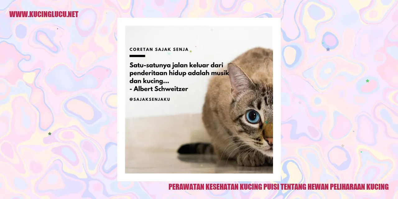 foto kucing yang cantik