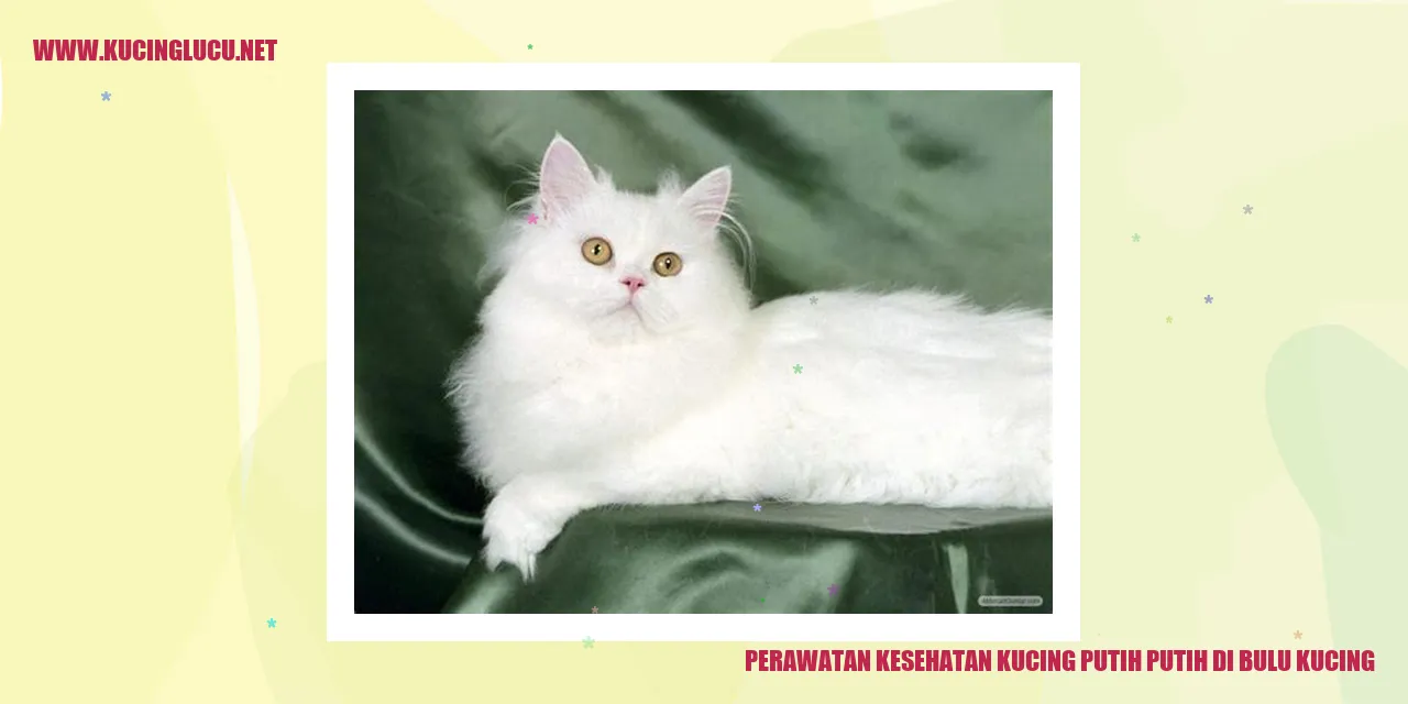 Gambar Kucing Putih Putih