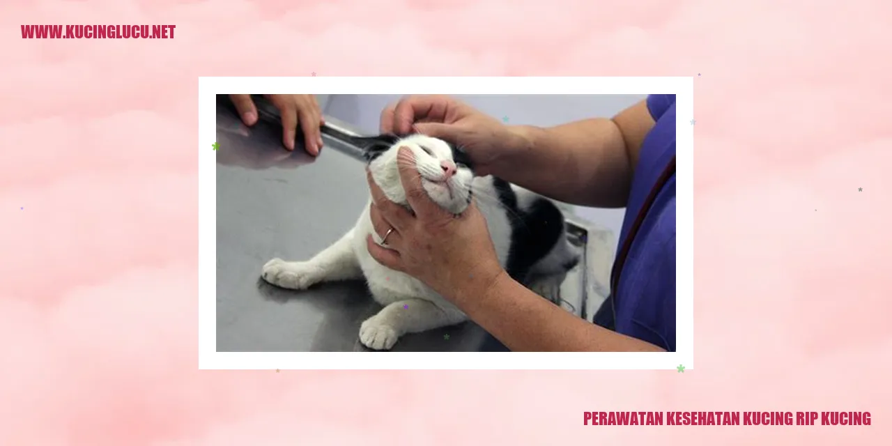Perawatan Kesehatan Kucing