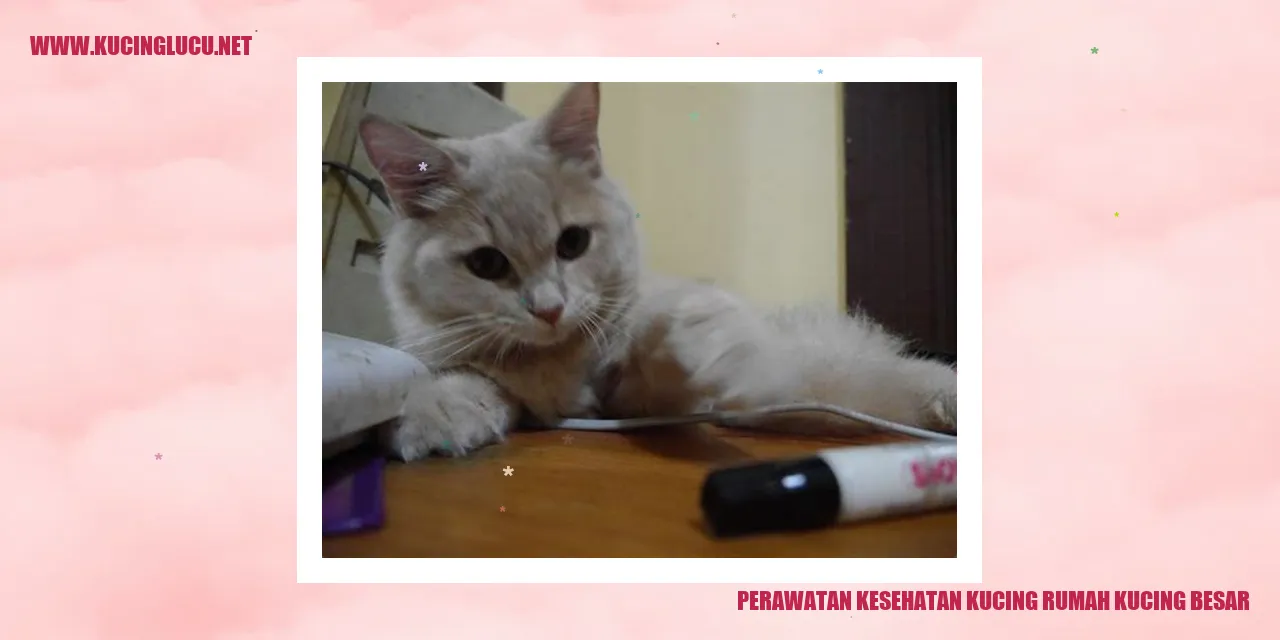 Gambar Kucing Besar