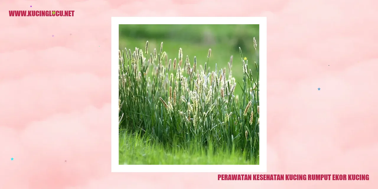 Perawatan Kesehatan Kucing Rumput Ekor Kucing