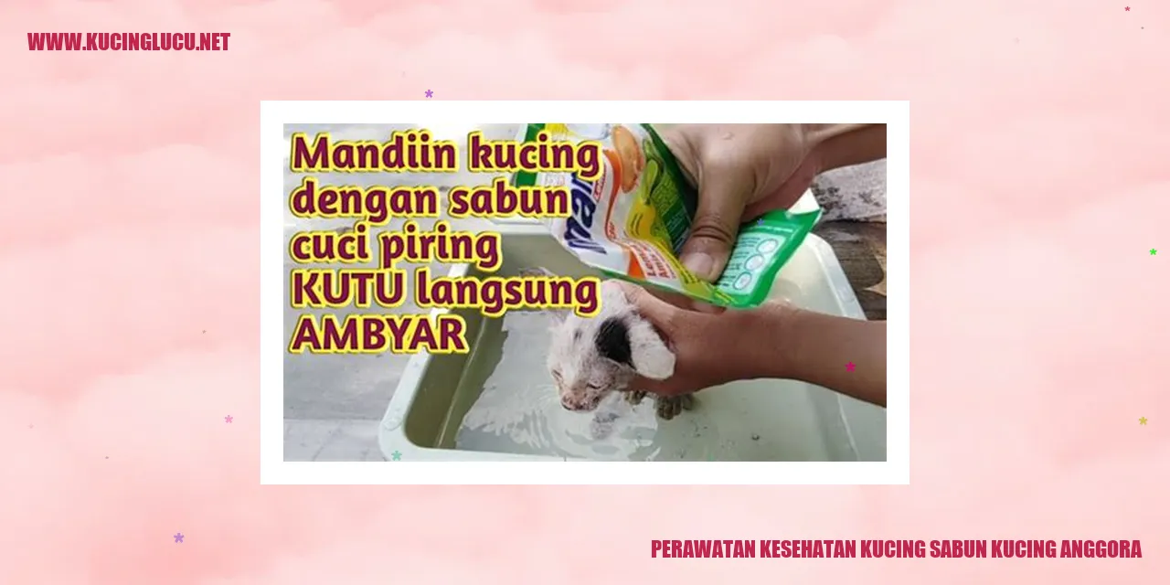 Gambar Kucing Anggora