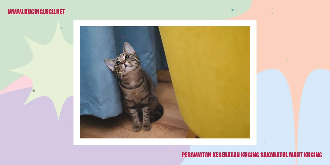 Gambar Kucing sakaratul maut