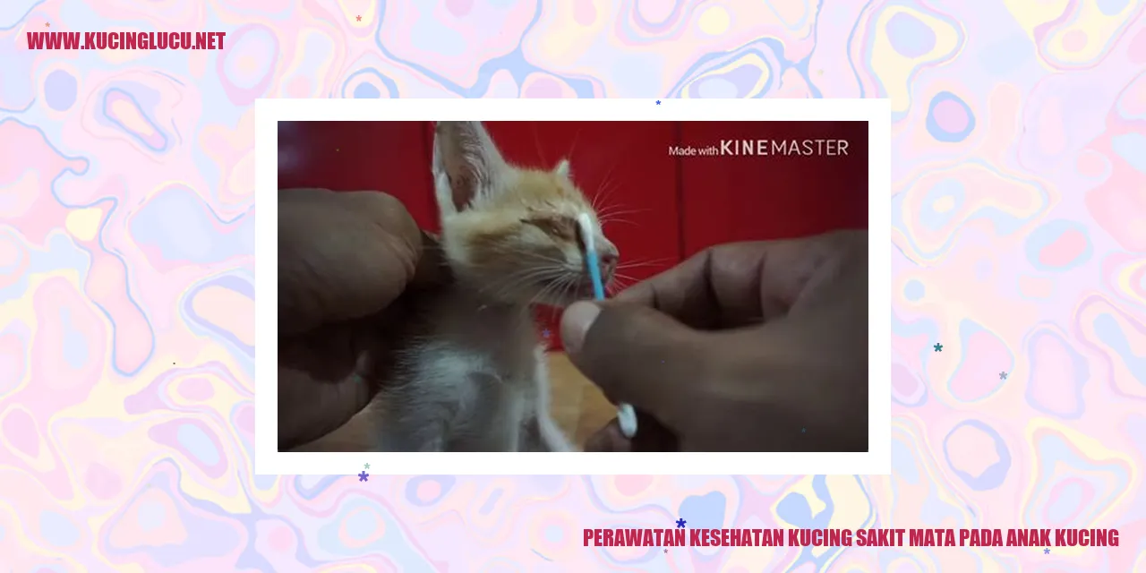 Perawatan Kesehatan Kucing Sakit Mata pada Anak Kucing