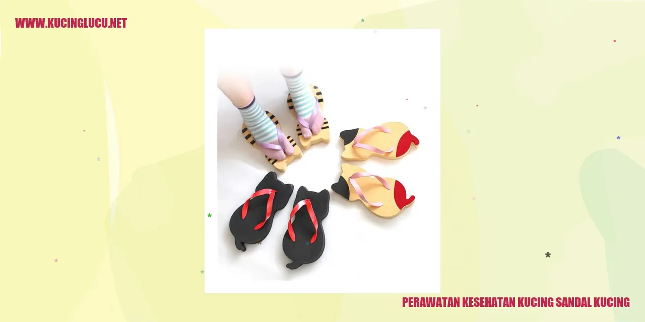 Gambar Kucing Sandal Kucing