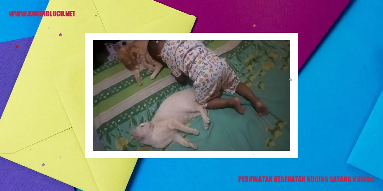 Perawatan Kesehatan Kucing Sayang Kucing