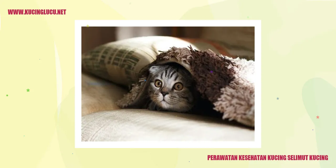 Kucing Selimut Kucing