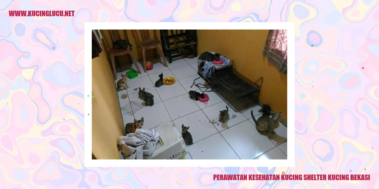 Perawatan Kesehatan Kucing shelter kucing bekasi