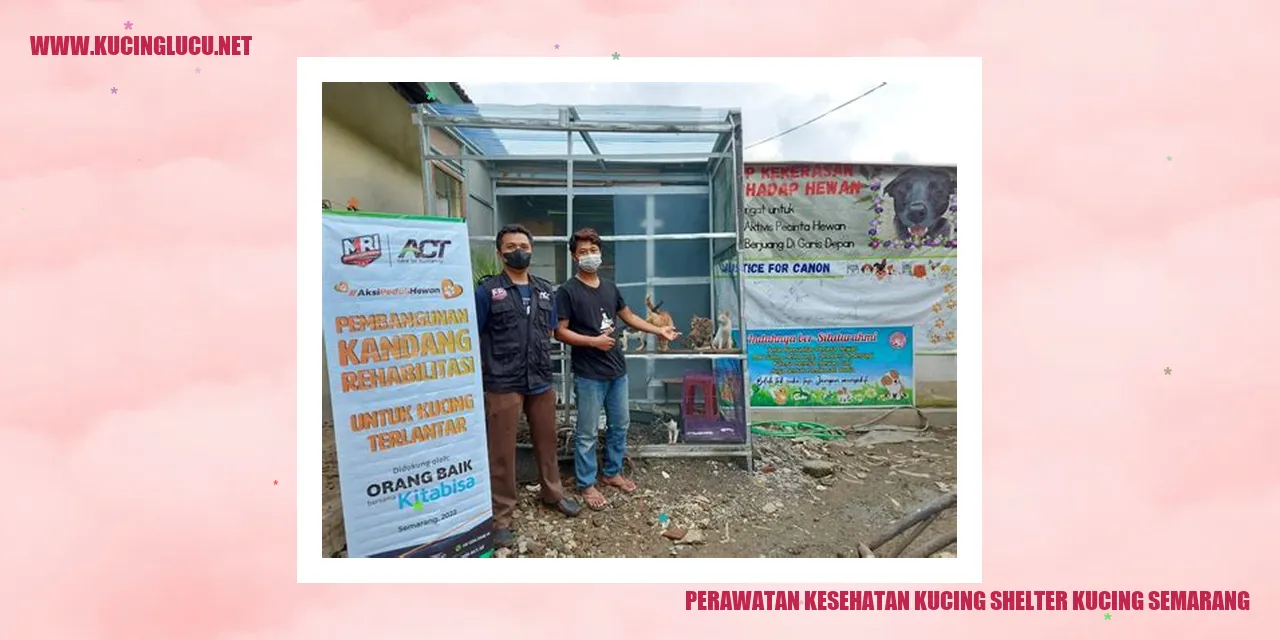 Perawatan Kesehatan Kucing di Shelter Kucing Semarang