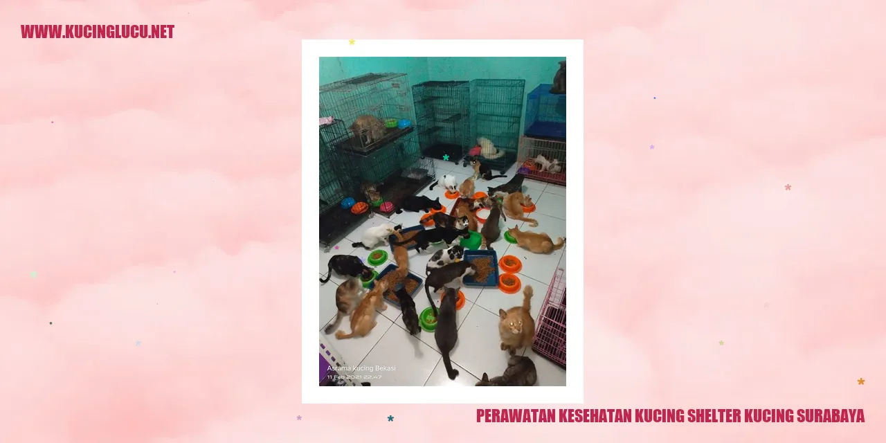 Perawatan Kesehatan Kucing di shelter kucing Surabaya