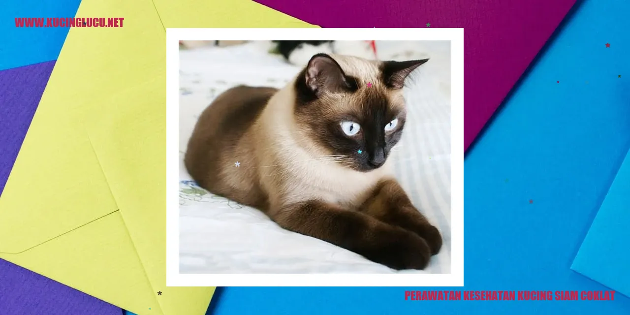 Kucing Siam Coklat