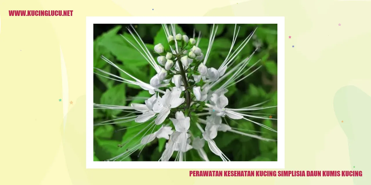 Gambar daun kumis kucing