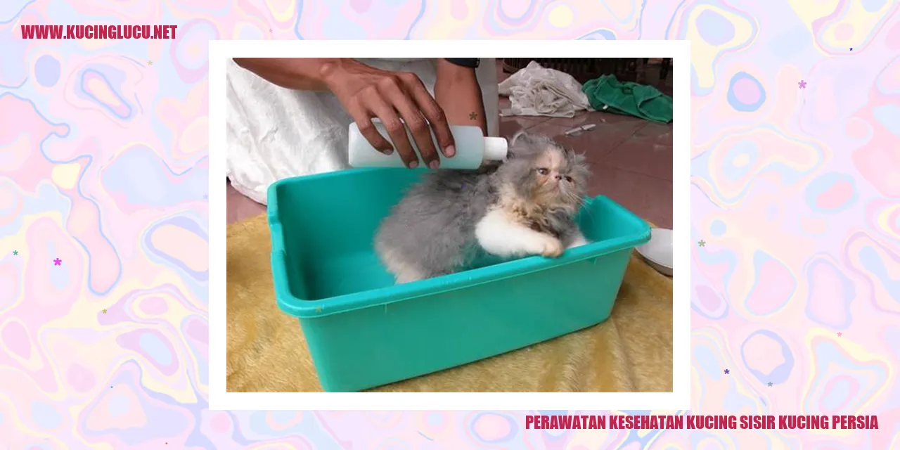 Perawatan Kesehatan Kucing Sisir Kucing Persia