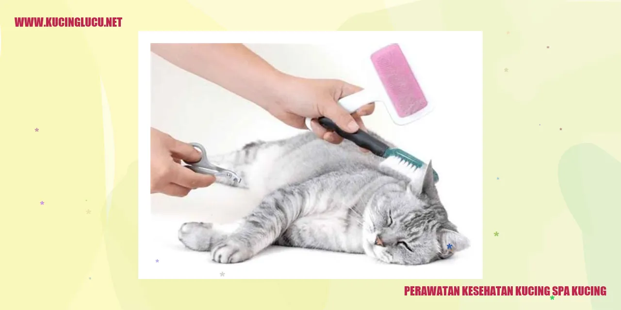 Perawatan Kesehatan Kucing di Salon Kucing