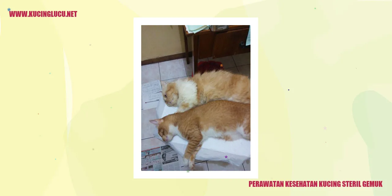 Perawatan Kesehatan Kucing steril gemuk