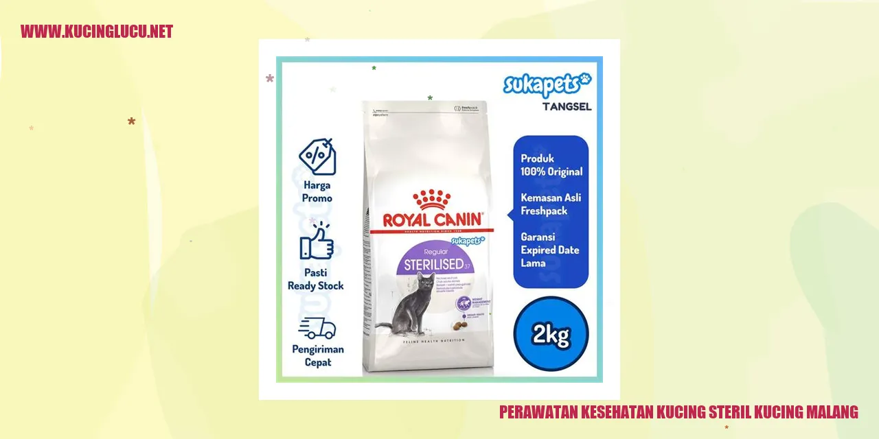 Perawatan Kesehatan Kucing Steril di Malang