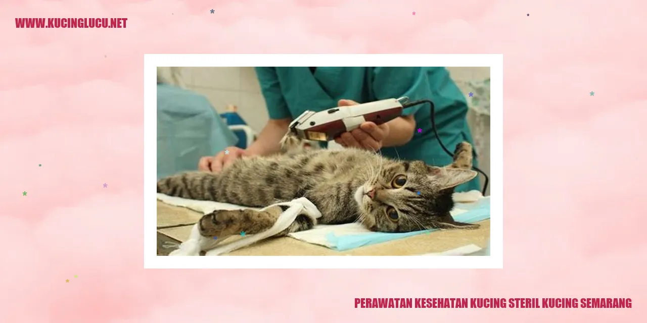 Perawatan Kesehatan Kucing di Semarang