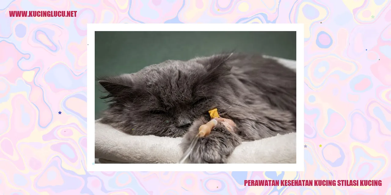 Perawatan Kesehatan Kucing stilasi kucing