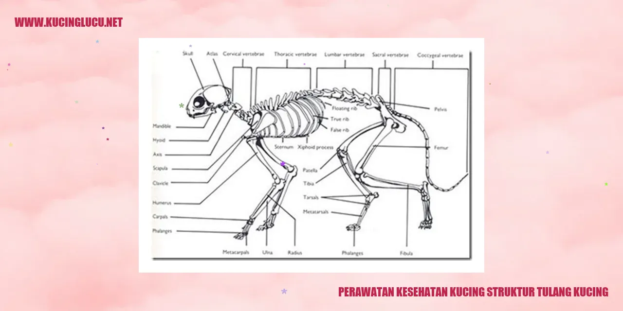 Gambar Kucing