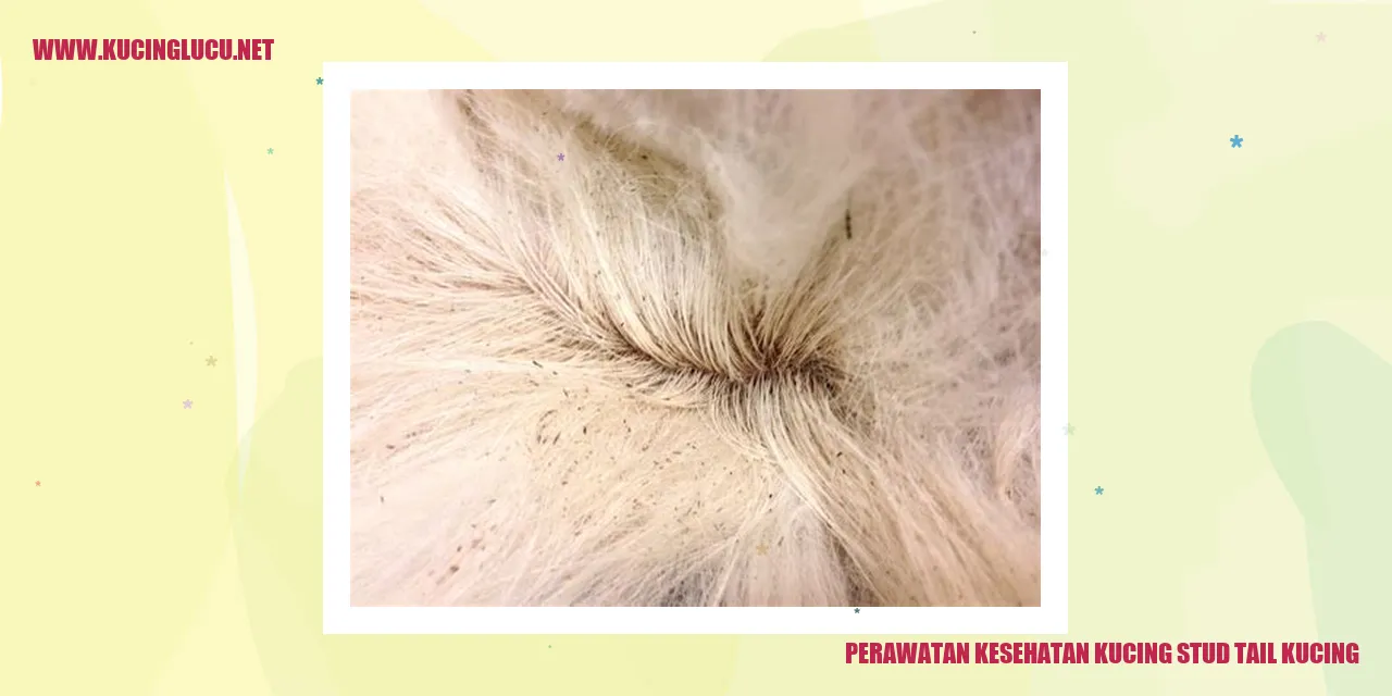 Perawatan Kesehatan Kucing stud tail kucing