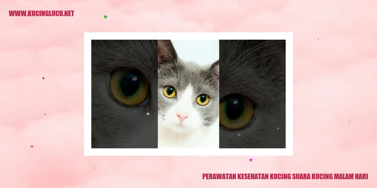 Perawatan Kesehatan Kucing