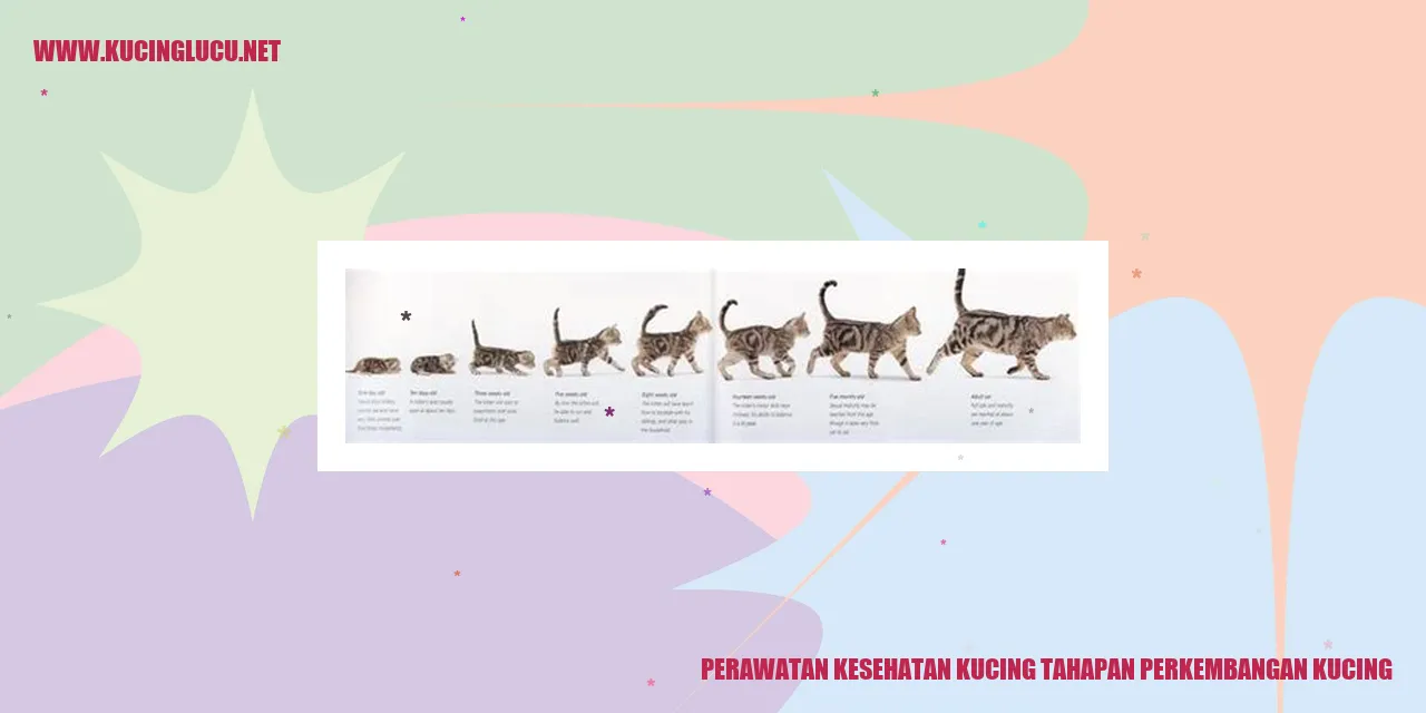 Perawatan Kesehatan Kucing