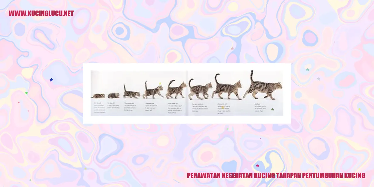 Perawatan Kesehatan Kucing tahapan pertumbuhan kucing