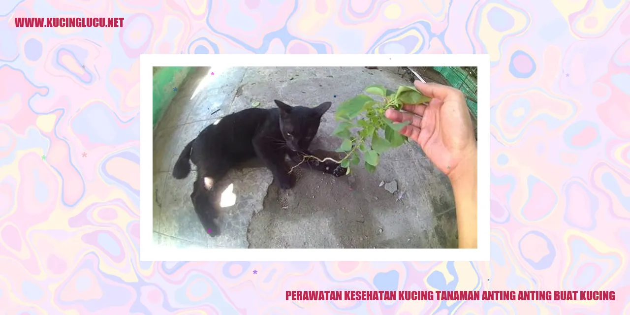 Perawatan Kesehatan Kucing dengan Tanaman Anting-Anting