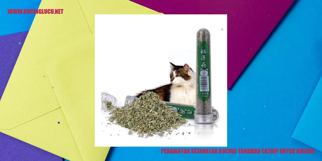 Tanaman Catnip untuk Kucing