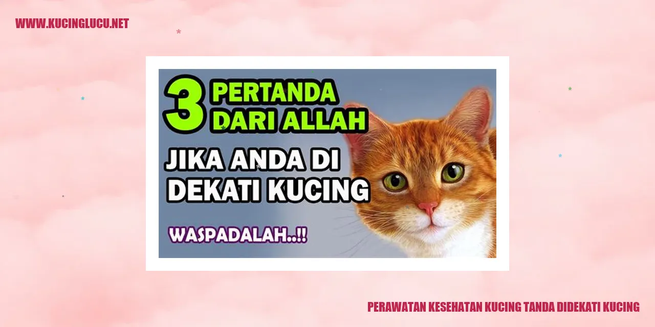 Perawatan Kesehatan Kucing