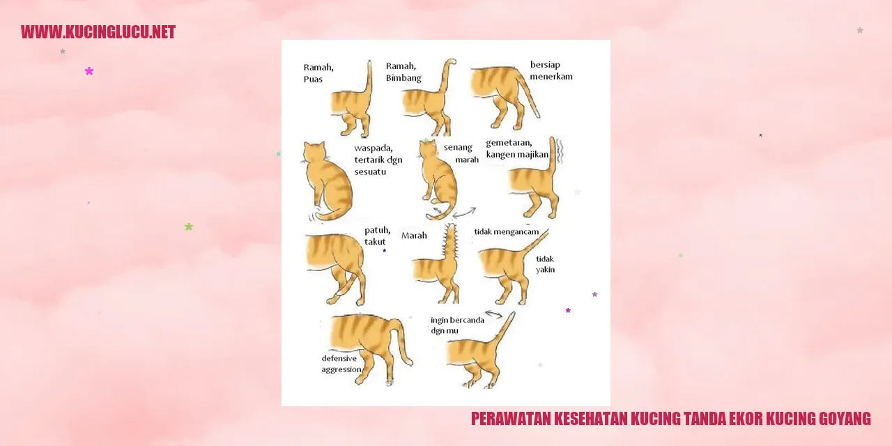 Perawatan Kesehatan Kucing