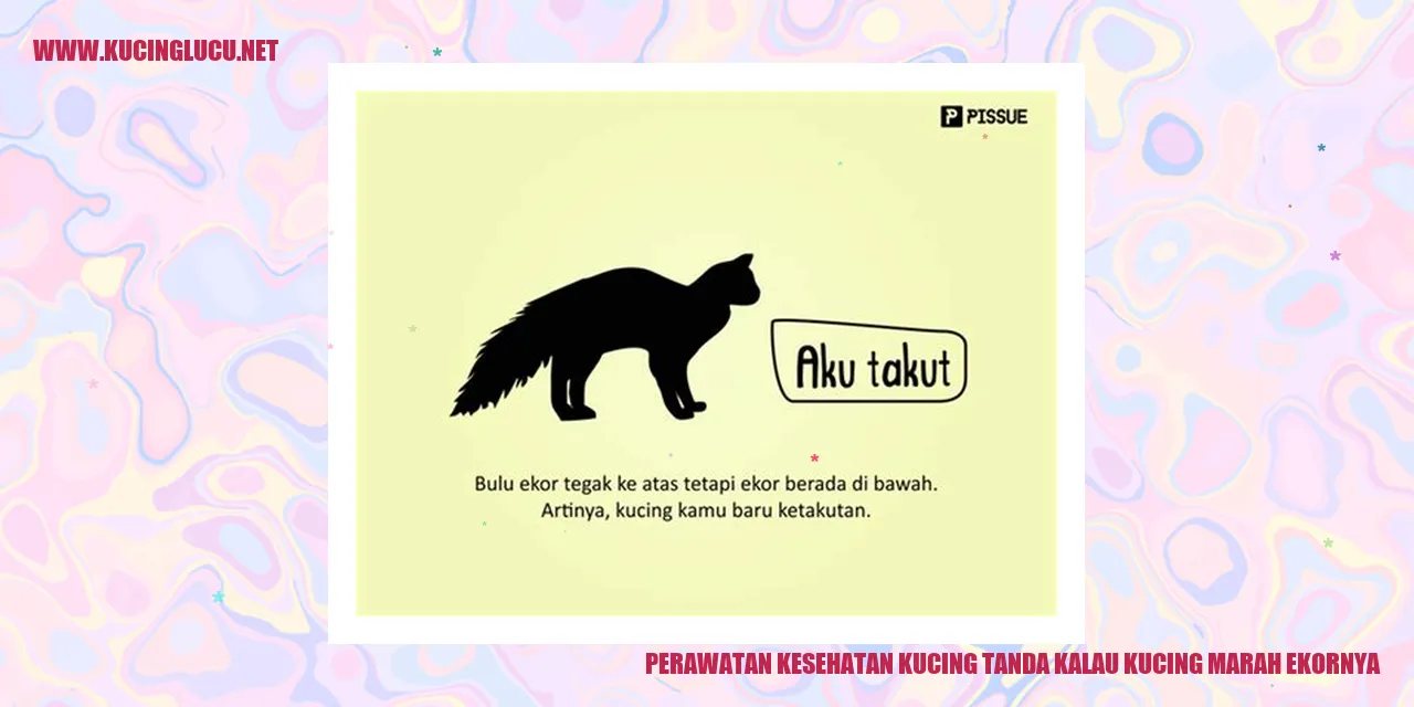 Kucing marah