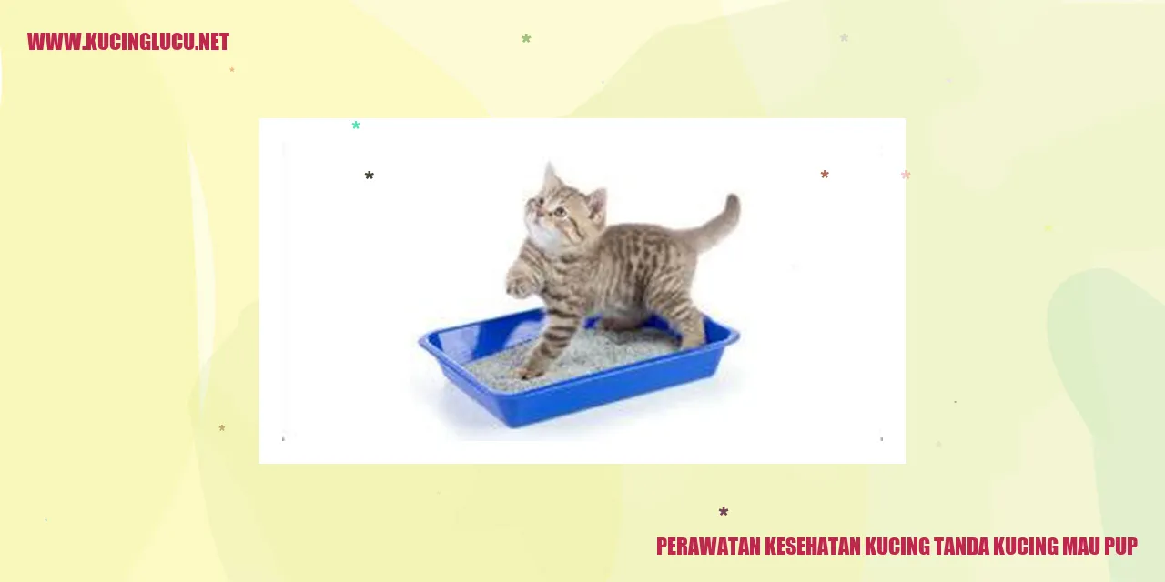 Gambar Kucing Akan Buang Air Besar