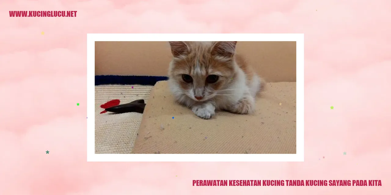 Perawatan Kesehatan Kucing