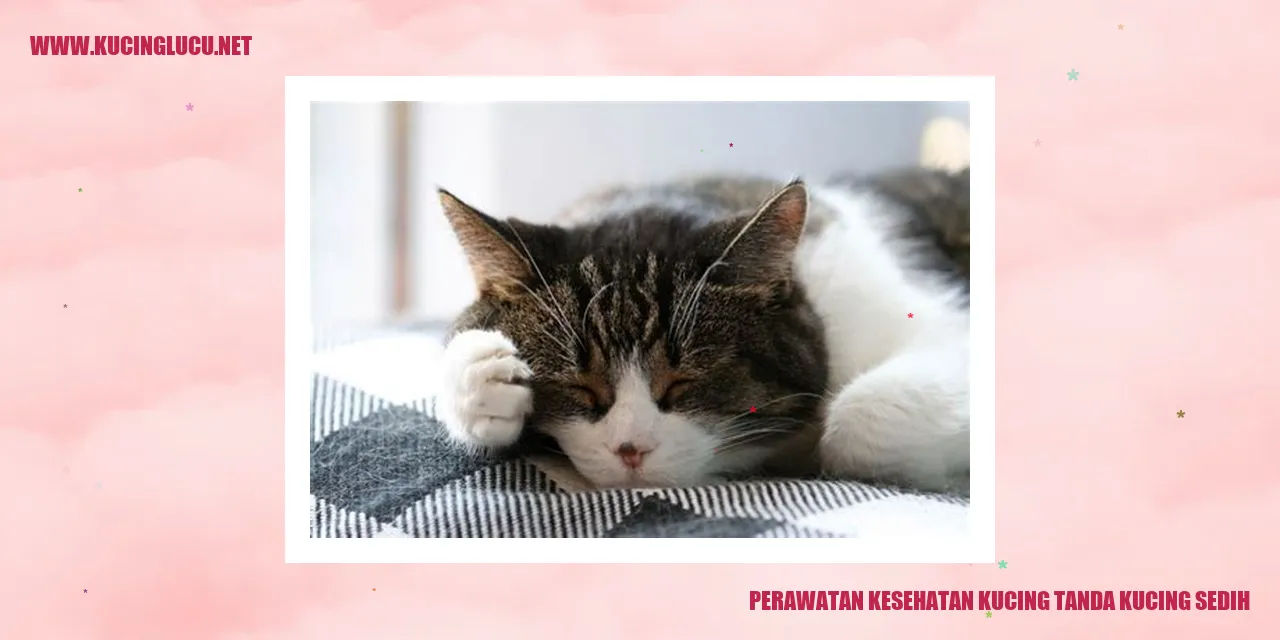 Perawatan Kesehatan Kucing tanda kucing sedih