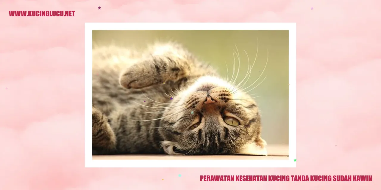Perawatan Kucing Setelah Kawin