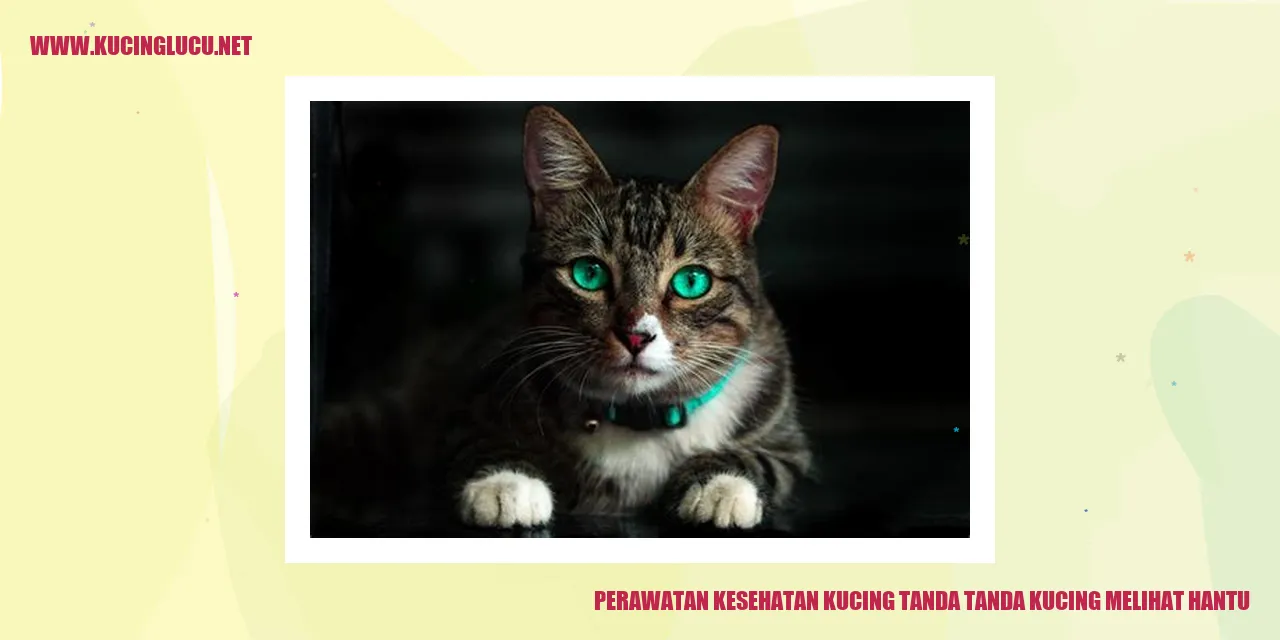 Gambar hantu yang dilihat kucing